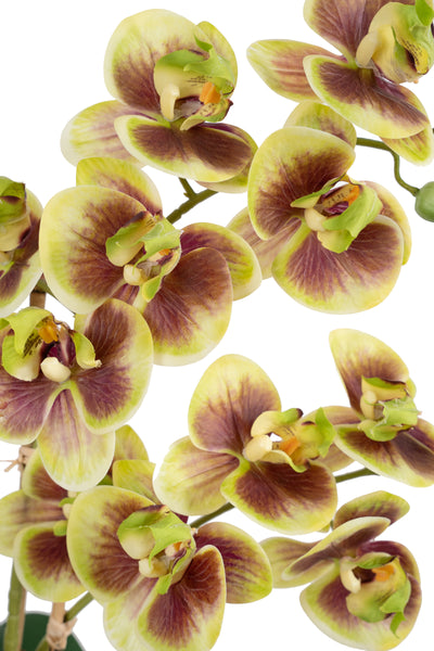 Orhidee artificiala verde cu grena cu aspect natural H54 cm cu 3 tulpini