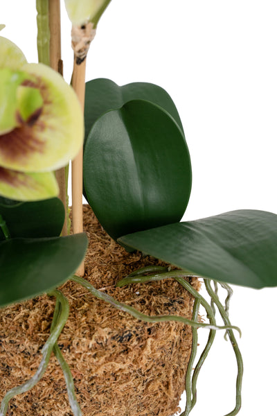 Orhidee artificiala verde cu grena cu aspect natural H54 cm cu 3 tulpini