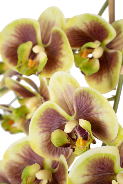 Orhidee artificiala verde cu grena cu aspect natural H54 cm cu 3 tulpini