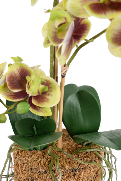 Orhidee artificiala verde cu grena cu aspect natural H54 cm cu 3 tulpini