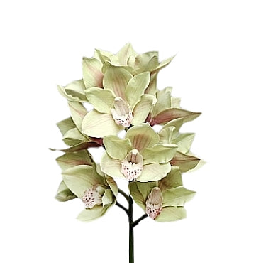 Orhidee artificiala verde Cymbidium D10xH57 cm HO