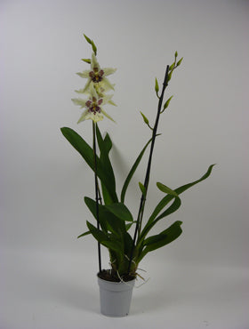 Orhidee Cambria tahoma 70 cm