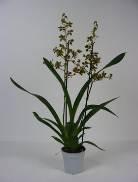 Orhidee Cambria tropic jungle 70 cm