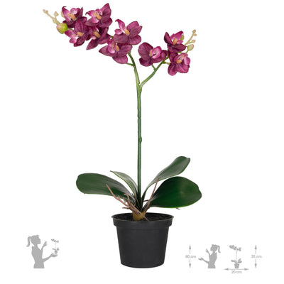 Orhidee Phalaenopsis 35 cm