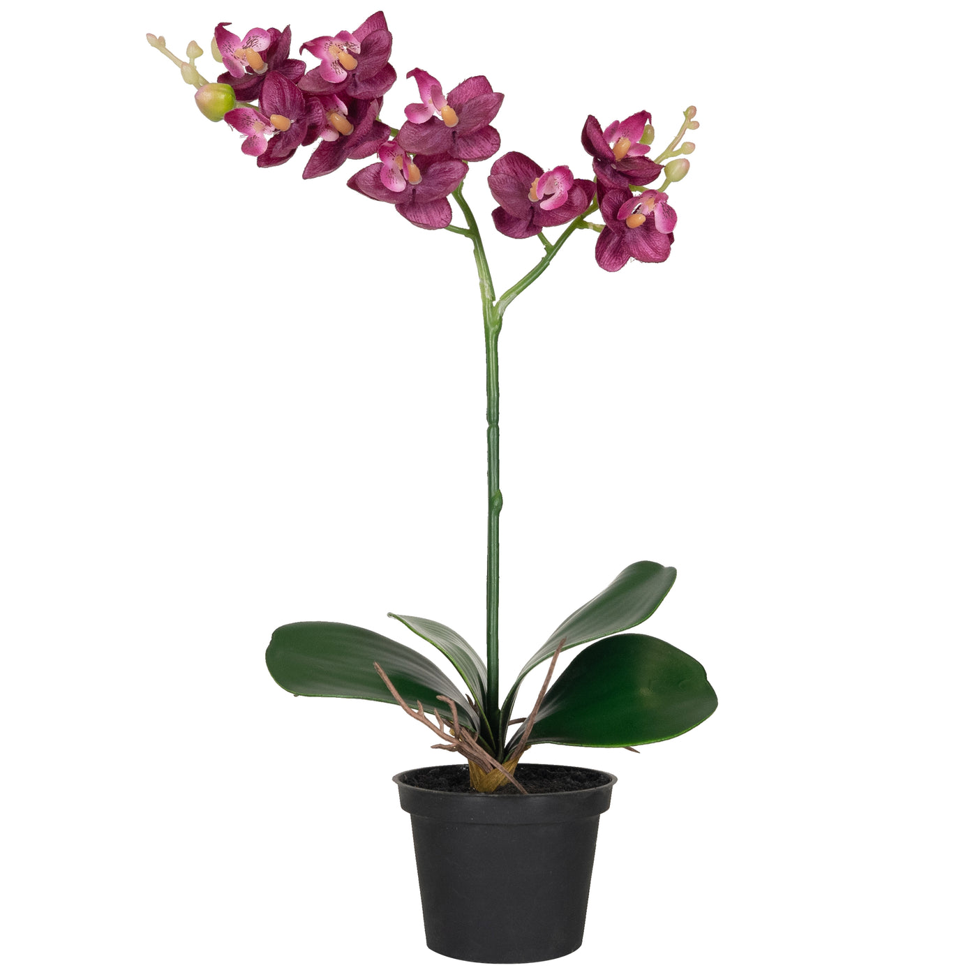 Orhidee Phalaenopsis 35 cm