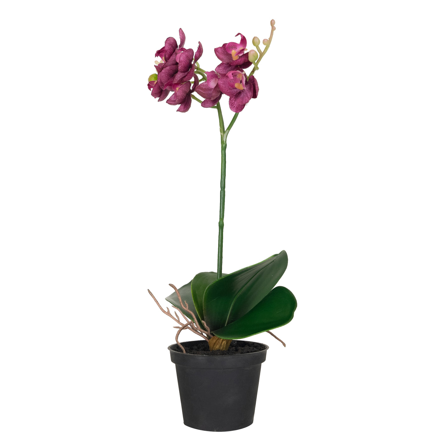 Orhidee Phalaenopsis 35 cm