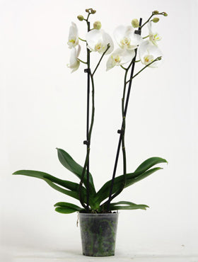 Orhidee Phalaenopsis 60 cm