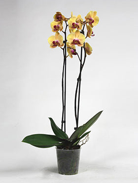 Orhidee Phalaenopsis 65 cm