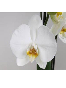 Orhidee Phalaenopsis 70 cm