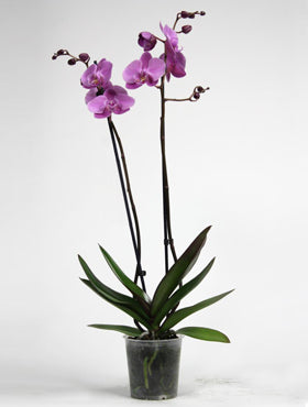 Orhidee Phalaenopsis babylon 70 cm