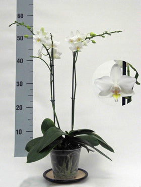 Orhidee Phalaenopsis esmiraldas 55 cm