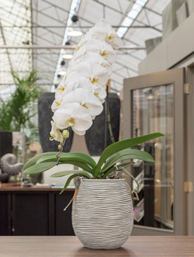 Orhidee Phalaenopsis formidablo 80 cm