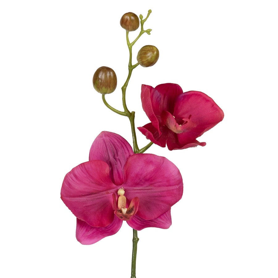 Orhidee Phalaenopsis Jumbo D18x12xH75 cm fuchsia