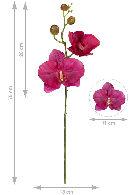 Orhidee Phalaenopsis Jumbo D18x12xH75 cm fuchsia