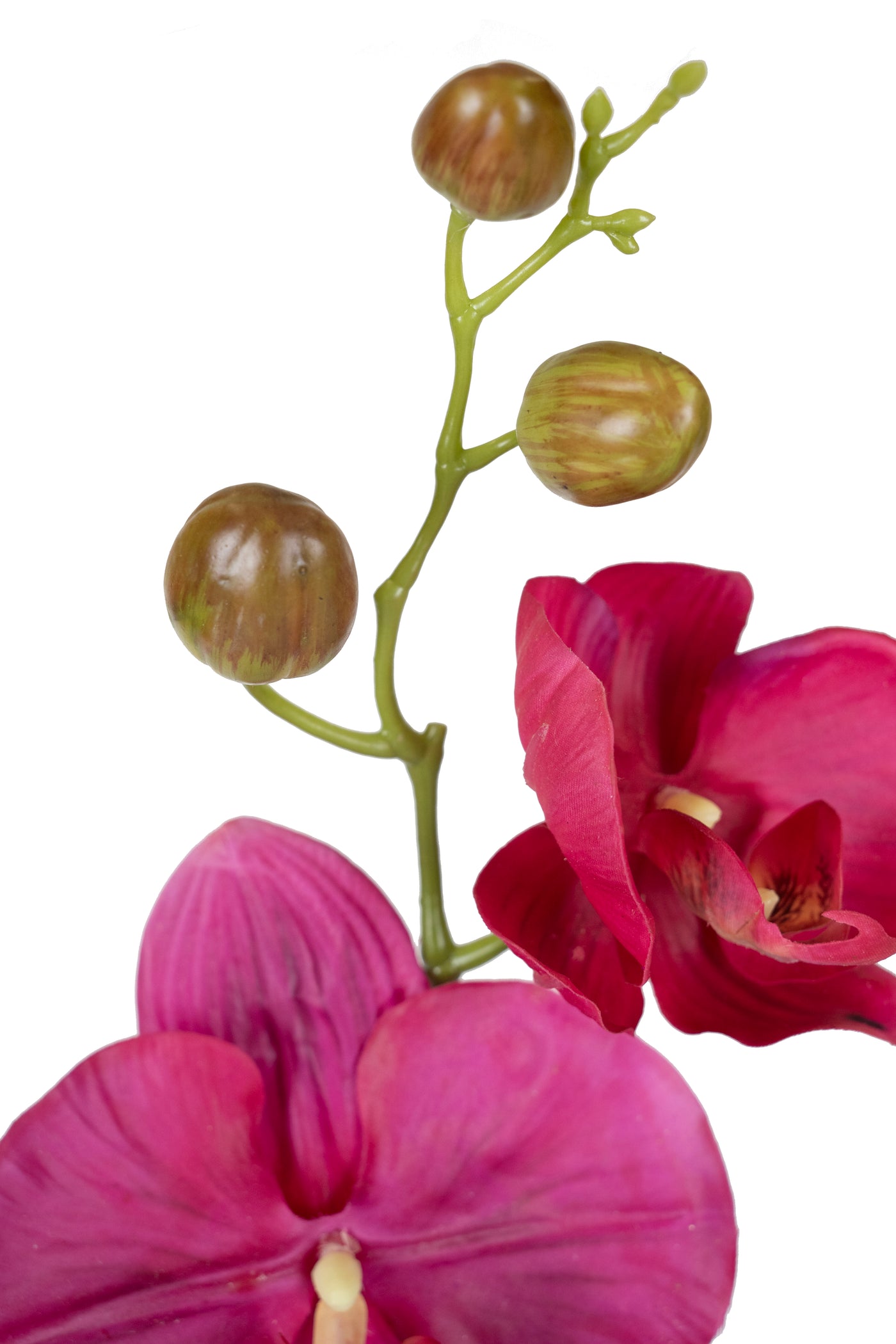 Orhidee Phalaenopsis Jumbo D18x12xH75 cm fuchsia