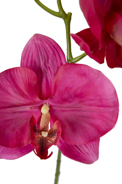 Orhidee Phalaenopsis Jumbo D18x12xH75 cm fuchsia