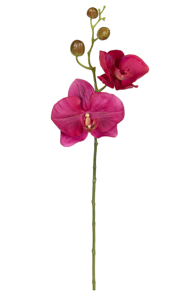 Orhidee Phalaenopsis Jumbo D18x12xH75 cm fuchsia