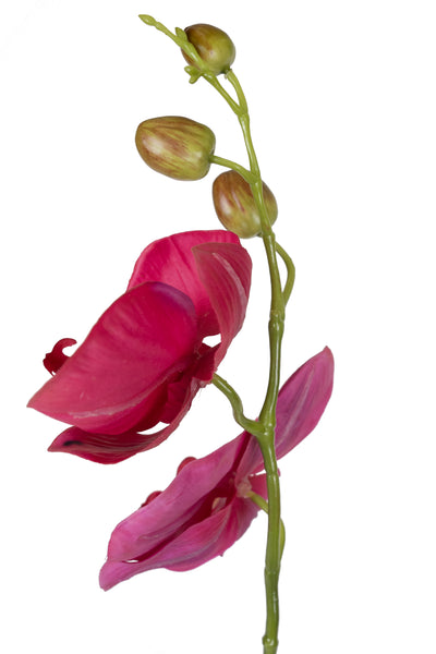 Orhidee Phalaenopsis Jumbo D18x12xH75 cm fuchsia