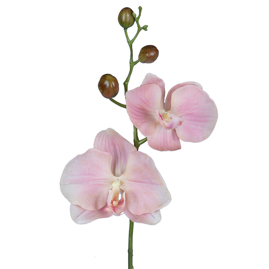 Orhidee Phalaenopsis Jumbo D20x11xH75 cm roz