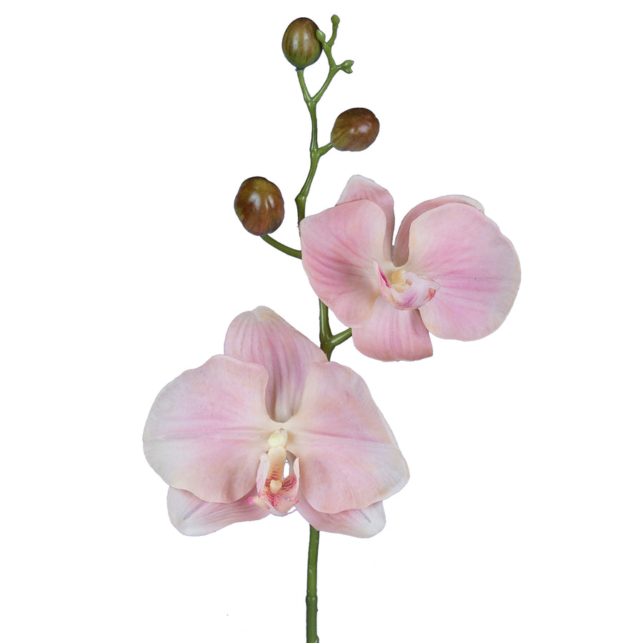 Orhidee Phalaenopsis Jumbo D20x11xH75 cm roz