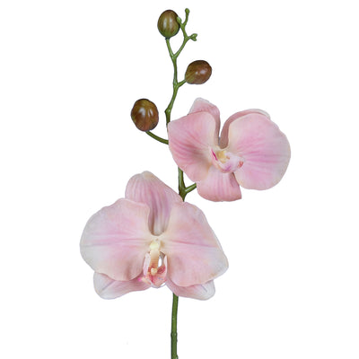 Orhidee Phalaenopsis Jumbo D20x11xH75 cm roz