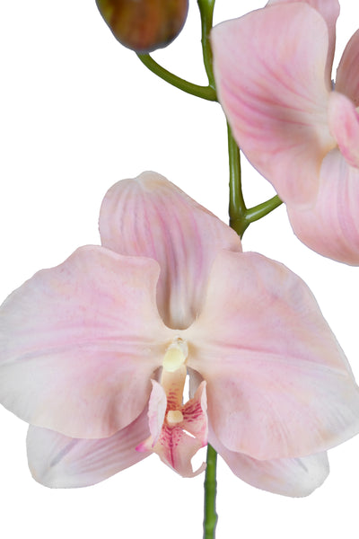Orhidee Phalaenopsis Jumbo D20x11xH75 cm roz