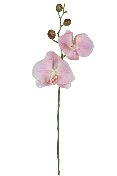 Orhidee Phalaenopsis Jumbo D20x11xH75 cm roz