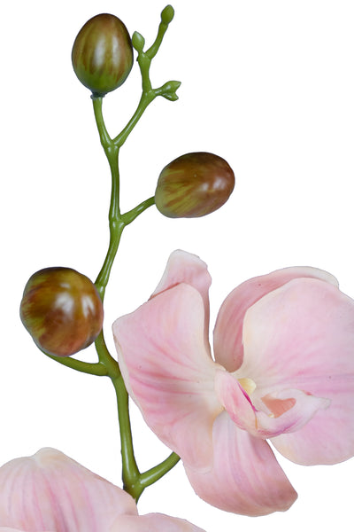 Orhidee Phalaenopsis Jumbo D20x11xH75 cm roz