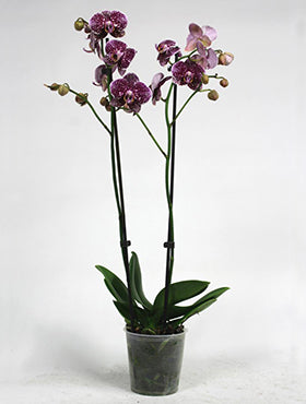 Orhidee Phalaenopsis love 60 cm