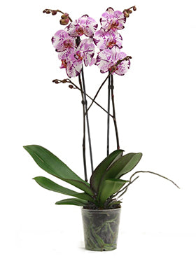 Orhidee Phalaenopsis magic art 65 cm