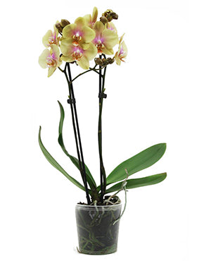 Orhidee Phalaenopsis malmo 60 cm