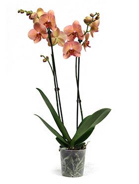 Orhidee Phalaenopsis marianne 65 cm