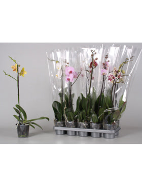 Orhidee Phalaenopsis mixt 65 cm 85642