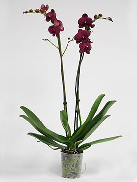 Orhidee Phalaenopsis montreaux 70 cm