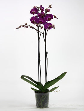 Orhidee Phalaenopsis nemesis 65 cm