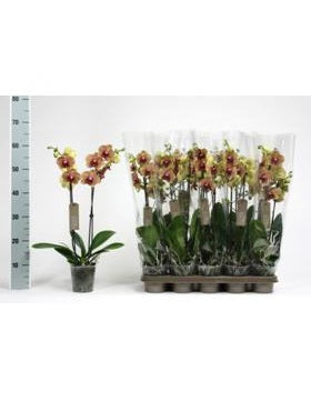 Orhidee Phalaenopsis paradise 60 cm