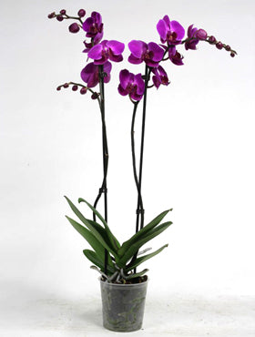 Orhidee Phalaenopsis party time 60 cm