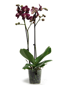 Orhidee Phalaenopsis pioneer 60 cm