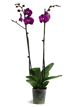 Orhidee Phalaenopsis pirate 70 cm