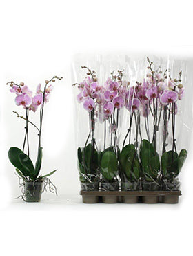 Orhidee Phalaenopsis romance 70 cm