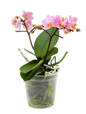 Orhidee Phalaenopsis santos 25 cm