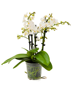 Orhidee Phalaenopsis soft 45 cm