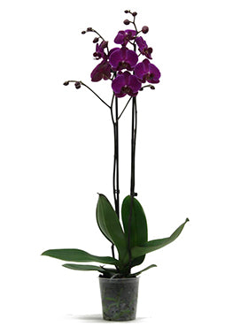 Orhidee Phalaenopsis Super Marry 70 cm