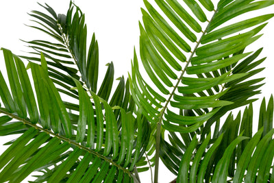 Palmier artificial Areca cu 525 frunze H90cm