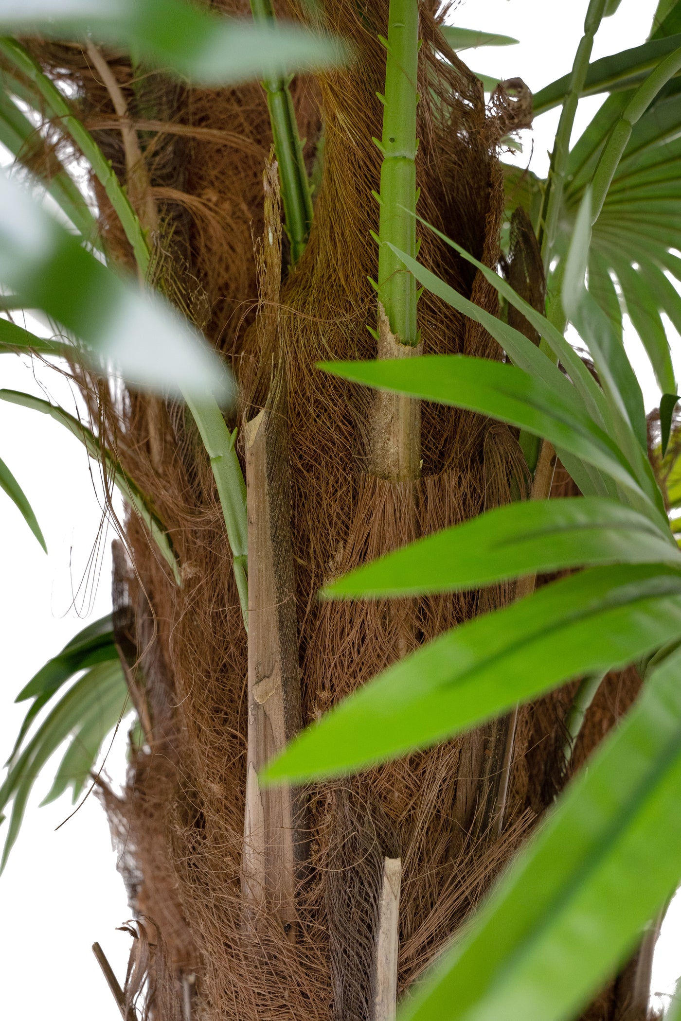 Palm artificial H130cm Chamaerops humilis cu 21 frunze