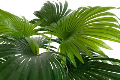 Palm artificial H150cm Chamaerops humilis cu 24 frunze