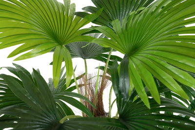 Palm artificial H150cm Chamaerops humilis cu 24 frunze