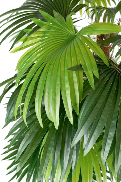 Palm artificial H180cm Chamaerops humilis cu 2 tulpini si 28 frunze