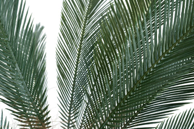 Palmier artificial H130cm Cycas cu 30 frunze cu protectie UV