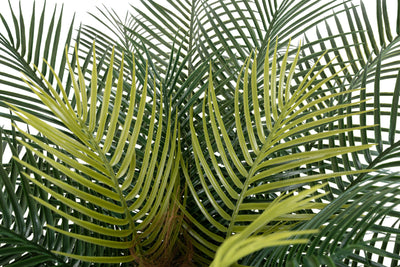 Palmier artificial H130cm Phoenix roebelenii cu 24 frunze cu protectie UV